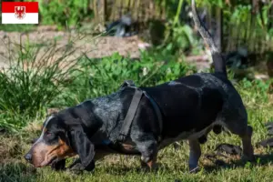 Přečtete si více ze článku Chovatelé bassetů bleu de Gascogne a štěňata v Brandenburgu