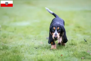 Přečtete si více ze článku Chovatelé a štěňata basset bleu de Gascogne v Durynsku