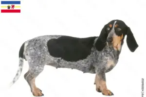 Přečtete si více ze článku Chovatelé bassetů bleu de Gascogne a štěňata v Meklenbursku-Předním Pomořansku