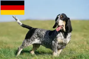 Přečtete si více ze článku Chovatelé a štěňata basset bleu de Gascogne v Německu