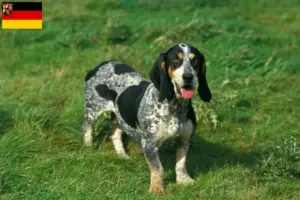 Přečtete si více ze článku Chovatelé bassetů bleu de Gascogne a štěňata v Porýní-Falci