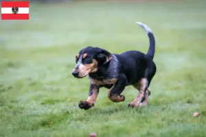 Přečtete si více ze článku Chovatelé a štěňata basset bleu de Gascogne v Rakousku