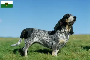 Přečtete si více ze článku Chovatelé a štěňata basset bleu de Gascogne v Sasku