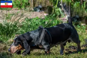 Přečtete si více ze článku Chovatelé bassetů bleu de Gascogne a štěňata ve Šlesvicku-Holštýnsku