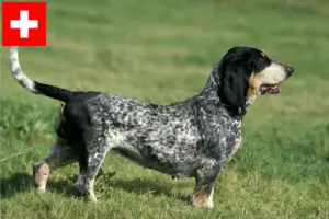 Přečtete si více ze článku Chovatelé a štěňata basset bleu de Gascogne ve Švýcarsku