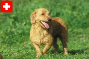 Přečtete si více ze článku Basset fauve de Bretagne chovatelé a štěňata ve Švýcarsku