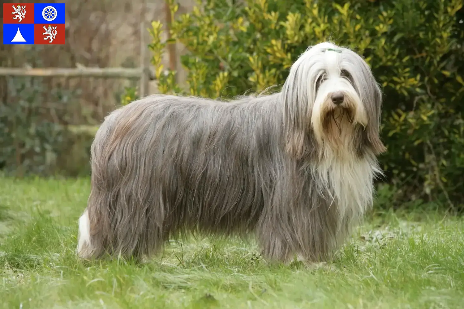 Štěňata a chovatelé Bearded Collie Liberec Najděte chovatele bearded kolií v Liberci.