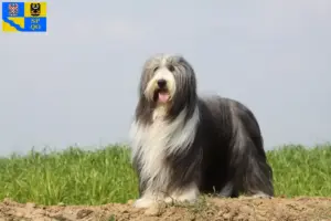 Přečtete si více ze článku Chovatelé bearded kolií a štěňat v Olomouci