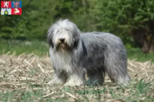 Přečtete si více ze článku Chovatelé bearded kolií a štěňat v Pardubicích