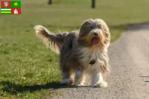Přečtete si více ze článku Chovatelé bearded kolií a štěňat v Plzni