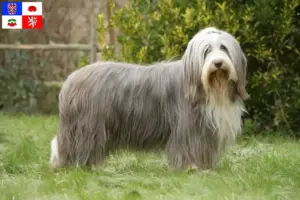 Přečtete si více ze článku Chovatelé bearded kolií a štěňat na Vysočině