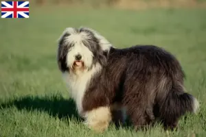 Přečtete si více ze článku Chovatelé a štěňata plemene Bearded Collie ve Velké Británii