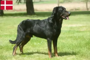 Přečtete si více ze článku Chovatelé beauceronů a štěňata v Dánsku