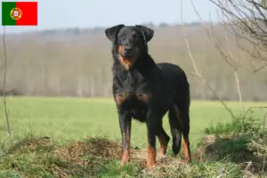 Přečtete si více ze článku Chovatelé beauceronů a štěňata v Portugalsku