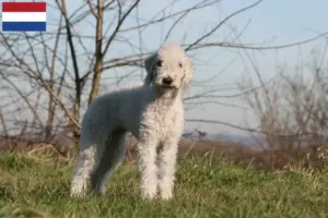 Přečtete si více ze článku Chovatelé bedlington teriérů a štěňat v Nizozemsku