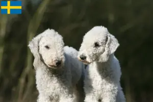 Přečtete si více ze článku Chovatelé bedlington teriérů a štěňat ve Švédsku