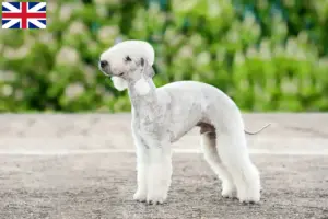 Přečtete si více ze článku Chovatelé bedlington teriérů a štěňat ve Velké Británii