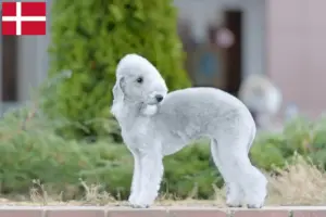 Přečtete si více ze článku Chovatelé bedlington teriérů a štěňat v Dánsku