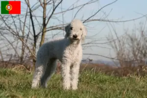 Přečtete si více ze článku Chovatelé bedlington teriérů a štěňat v Portugalsku