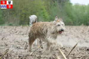 Přečtete si více ze článku Chovatelé a štěňata Berger de Picardie ve Středočeském kraji
