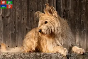 Přečtete si více ze článku Chovatelé a štěňata Berger de Picardie v Ústí