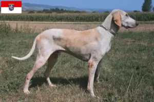 Přečtete si více ze článku Chovatelé Billyho a štěňata v Hesensku