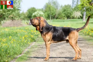 Přečtete si více ze článku Chovatelé a štěňata Bloodhoundů v Jižních Čechách