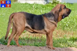 Přečtete si více ze článku Chovatelé a štěňata Bloodhoundů v Liberci