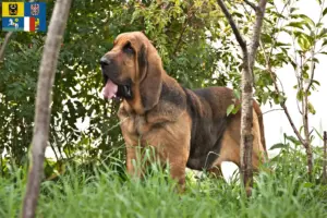 Přečtete si více ze článku Chovatelé a štěňata Bloodhoundů v Moravskoslezském kraji
