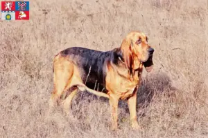 Přečtete si více ze článku Chovatelé a štěňata Bloodhoundů v Pardubicích