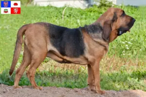 Přečtete si více ze článku Chovatelé a štěňata Bloodhoundů na Vysočině