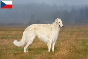 Přečtete si více ze článku Chovatelé borzojů a štěňat v České republice