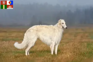 Přečtete si více ze článku Chovatelé borzojů a štěňat v Jihočeském kraji