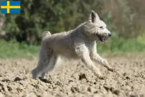 Přečtete si více ze článku Chovatelé a štěňata Bouvier des Ardennes ve Švédsku