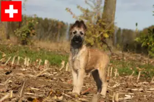 Přečtete si více ze článku Chovatelé a štěňata Bouvier des Ardennes ve Švýcarsku