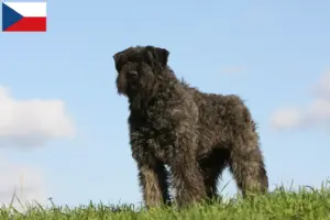 Přečtete si více ze článku Chovatelé a štěňata Bouvier des Flandres v České republice