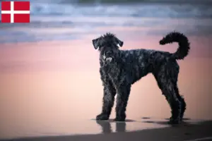 Přečtete si více ze článku Bouvier des Flandres chovatelé a štěňata v Dánsku