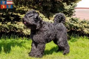 Přečtete si více ze článku Chovatelé a štěňata Bouvier des Flandres na jižní Moravě