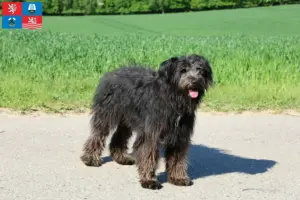 Přečtete si více ze článku Chovatelé a štěňata Bouvier des Flandres v Karlových Varech