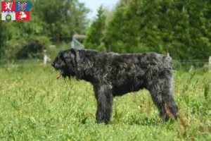 Přečtete si více ze článku Chovatelé a štěňata Bouvier des Flandres v Pardubicích