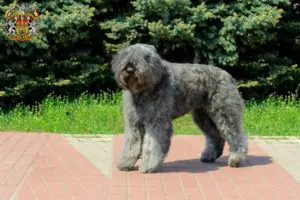 Přečtete si více ze článku Bouvier des Flandres chovatelé a štěňata v Praze