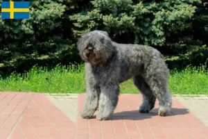Přečtete si více ze článku Chovatelé a štěňata plemene Bouvier des Flandres ve Švédsku