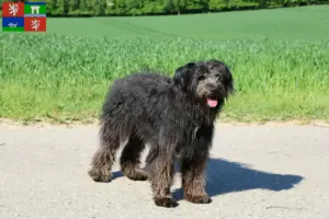 Přečtete si více ze článku Chovatelé a štěňata Bouvier des Flandres v Ústí