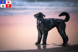 Přečtete si více ze článku Chovatelé a štěňata Bouvier des Flandres na Vysočině