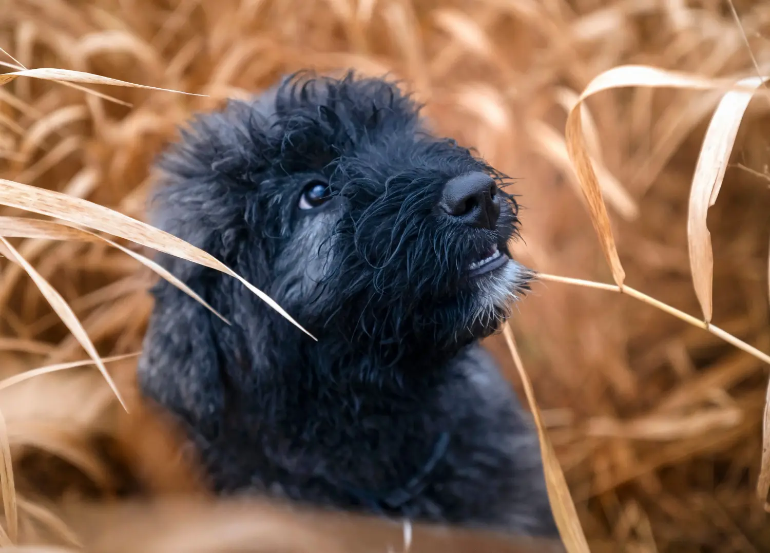 Koupě štěněte bouvier des flandres znamená převzít odpovědnost! Prodám štěňata Bouvier des Flandres.