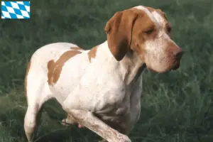 Přečtete si více ze článku Chovatelé a štěňata Braque de l’Ariège v Bavorsku
