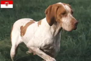 Přečtete si více ze článku Chovatelé a štěňata Braque de l’Ariège v Brandenburgu