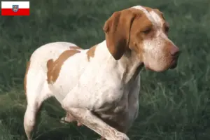 Přečtete si více ze článku Chovatelé a štěňata Braque de l’Ariège v Durynsku