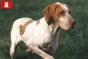 Přečtete si více ze článku Chovatelé a štěňata Braque de l’Ariège v Hamburku