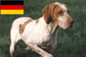 Přečtete si více ze článku Chovatelé a štěňata Braque de l’Ariège v Německu